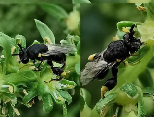 Brachymeria sp.